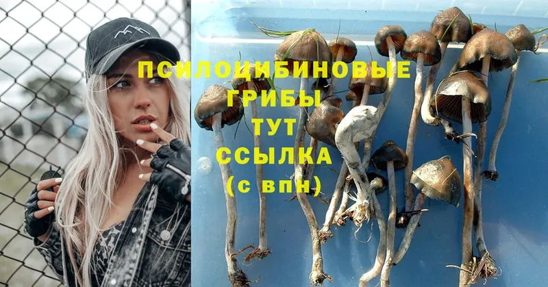 сколько стоит  Мостовской  Псилоцибиновые грибы Psilocybine cubensis 